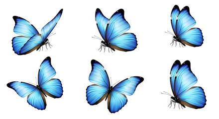Six vibrant blue morpho butterflies isolated on a transparent background perfect for design projects nature lovers and artistic creations featuring elegant wings and intricate details.