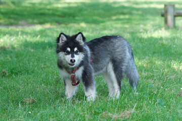 Side view of one cute Lapp Reindeer dog puppy standing in a park.