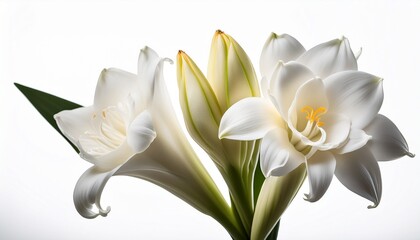 isolated close up tuberose flower