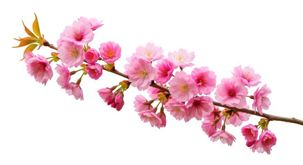Naklejka premium Delicate Pink Cherry Blossom Branch Isolated on transparent background Botanical Spring Floral Design Element Perfect for Nature Themes and Floral Arrangements