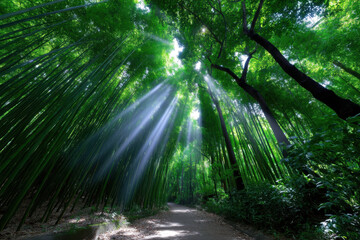Obraz premium Sunlight filters through a dense bamboo forest in the morning