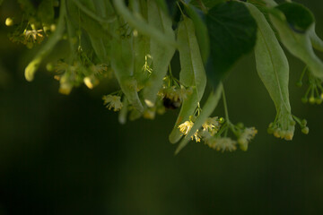 A detailed closeup view of a beautiful tree branch adorned with vibrant flowers and fresh green leaves, showcasing natures splendor