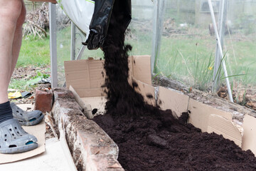 Soil composte being poured into a raised bed inside a greenhouse glass house over cardboard being used a a weed barrier.  Grow your own gardening.