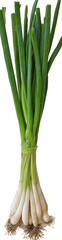 Fototapeta premium Fresh Bunch of Scallions