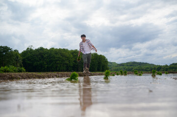Fototapeta premium A person walks through a flooded rice field carrying seedlings under a cloudy sky, surrounded by lush greenery and distant hills.