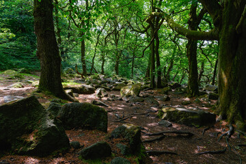 Rock strewn slopes in Padley Gorge's ancient woodland.