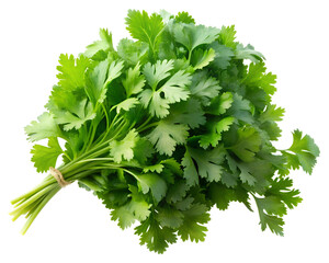 Leafy Coriander Bunch Cutout