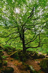 Twisted ancient birch tree on the slopes of Padley gorge.