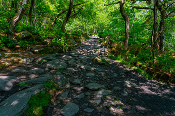 Gritstone rocks and tree roots cover a path through a woodland.