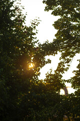 The bright sun is shining down through the lush branches of a tall tree in a picturesque outdoor...