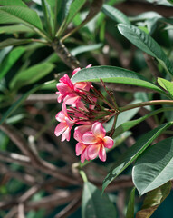 Vibrant plumeria blossoms thrive amidst lush greenery in Bali's summer paradise