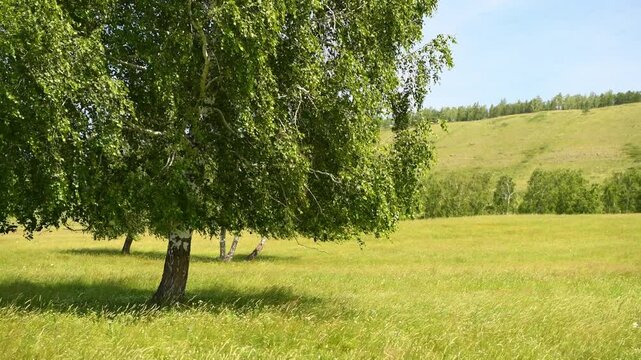 Green grass and trees in a forest meadow at sunny day. Green hills and the blue sky in the background. Leaves and grass swaying in the wind. Beautiful summer landscape
