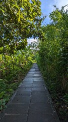 Obraz premium path in the park green lush after rain and nature vibes