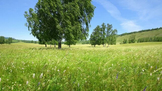 Green grass and trees in a forest meadow at sunny day. Green hills and the blue sky in the background. Leaves and grass swaying in the wind. Beautiful summer landscape
