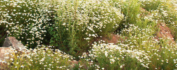 Vibrant field of daisies wildflowers with white blossoms and lush green grass, surrounded by rocky terrain, creating a serene and picturesque natural landscape