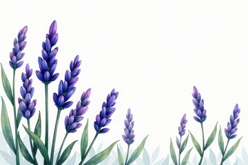 Naklejka premium Delicate lavender sprigs, hand-drawn style, French Provence , element, graphic