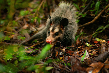 Opossum in forest