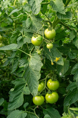 Bunch of green tomatoes hanging from a plant