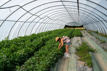 Woman is picking beans in a greenhouse. She is wearing a hat and carrying a backpack.