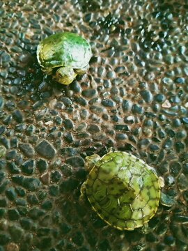 little turtle processed with VSCO with 8 preset