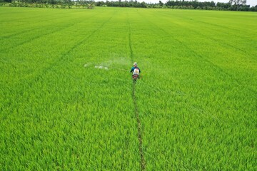 Obraz premium Scene of green rice fields and farmers spraying pesticides