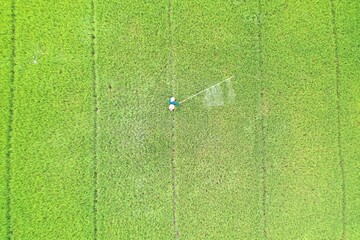 Scene of green rice fields and farmers spraying pesticides