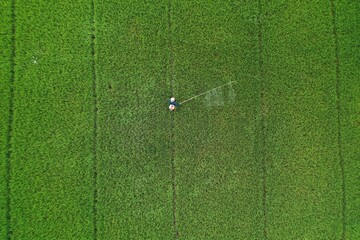 Scene of green rice fields and farmers spraying pesticides