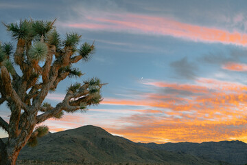 Naklejka premium Joshua Tree at Sunset with Colorful Sky and Crescent Moon – California Desert