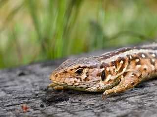 The viviparous lizard or common lizard (Zootoca vivipara, formerly Lacerta vivipara). Detail of the anterior part of the body.