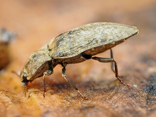Agrypnus murinus, known as the mottled dingy-brown click beetle. Close-up side view. Macro.