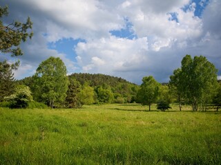 Old pasture with a few trees and a wooded hill in the background. Blue sky with whitish clouds.