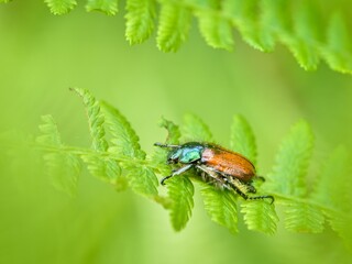 Phyllopertha horticola, the garden chafer or garden foliage beetle on a fern. Close up. Bokeh.