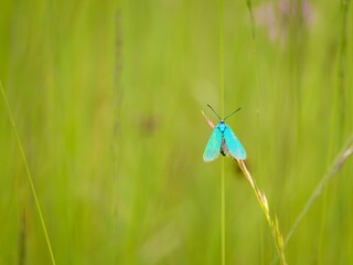 Adscita statices, the green forester. Small butterfly on a spring meadow. Close up.
