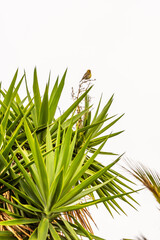 Serinus canaria pertenece a la familia de Fringillidae.