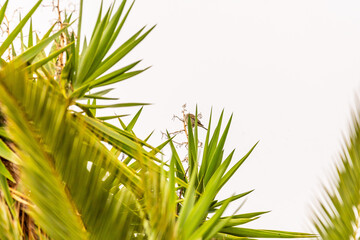 Serinus canaria pertenece a la familia de Fringillidae.