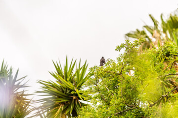 Turdus merula pertenece a la familia Turdidae.