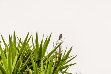 Serinus canaria pertenece a la familia de Fringillidae.