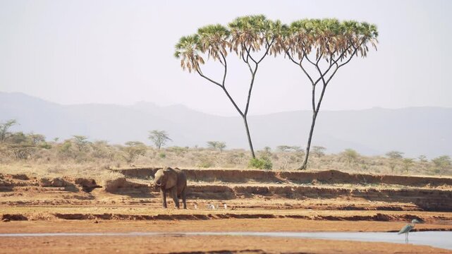 Capture the raw beauty of the African wilderness in this 4K video, featuring a lone bull elephant drinking from a drying riverbed, framed by a majestic doum palm, with herons nearby.