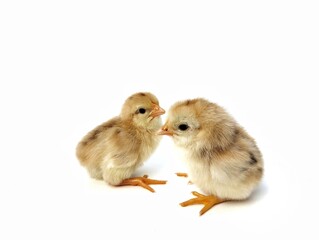 two cute brown chicks isolated on white background 