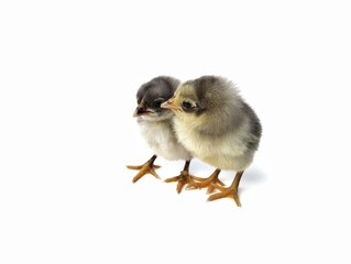Cute two baby chicken isolated on white background 