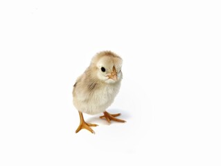 Cute baby chicken isolated on white background 