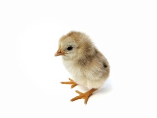 cute brown baby chicken isolated on white background 