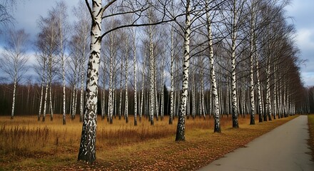 Birch Trunks in Autumn Array: A Serene Path Through Bare Trees