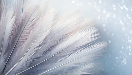  Airy soft Abstract gentle natural background with bird feathers macro with soft focus on lig.jpg