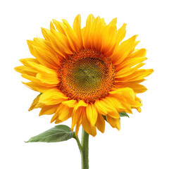 Fototapeta premium A vibrant sunflower with bright yellow petals and a detailed, textured center atop a green stem with a single leaf.