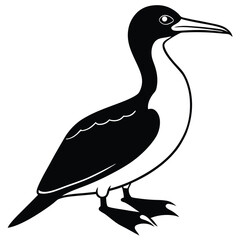 booby vector