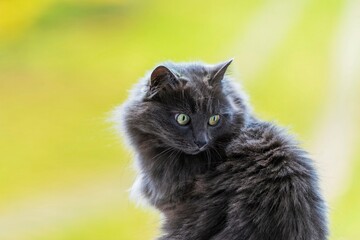 Fluffy male grey cat glancing over shoulder