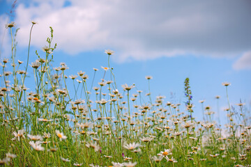 Summer chamomile field with wildflowers under blue sky. Fresh green meadow, rural landscape,...