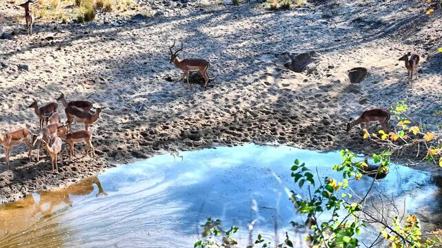 A graceful group of impalas gathers at a peaceful waterhole. Their delicate frames move with quiet synchronicity as they drink, alert yet calm&mdash;ever attuned to the rhythm of the wild. 