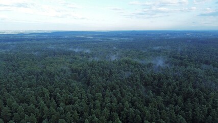 Lush green forest with drifting mist